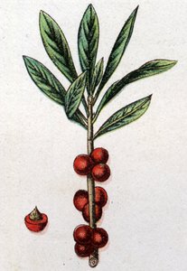 Venomous Botanical Plants: Daphne Mezereon. Engraving in 