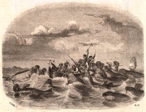View of a group of English sailors chasing a herd of walrus in 1818 off the coast of Spitsbergen by Unknown