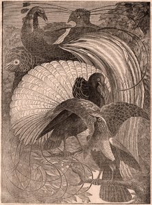 View of a Group of Birds of Paradise in New Guinea by Unknown