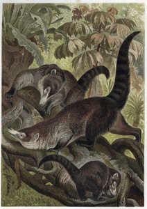 White-nosed coati - engraving from 
