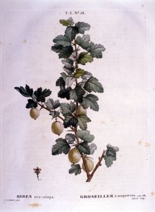 White currant or mackerel: 19th century botanical board by Unknown artist