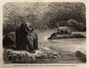 Zambese Hippopotamus: female and her young refreshing in the river