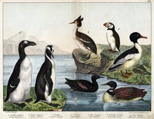 Common Goldfish (Mergus merganser), Common Grebe (Podiceps cristatus), Common Loon (Colimbus glacialis), Black Guillenot (Cephis grylle), Great Pinguoin (Alca impennis), Puffin (Fratercula artica), Royal Penguin (Aptenodytes patagonicus) by Unknown artist