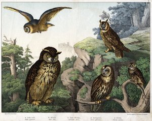 Golden Owl, Hulotte, Wild Owl, Owl, Owl - in 