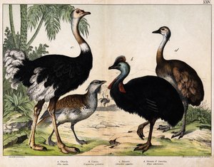 a: Grance bustard (Otis tarda), b: Casoar (Casarius galeatus), c: African Ostrich (Struthio camelus), d: Nandon (Rhea Americana) - In 