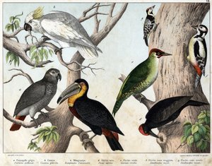 a: Grey parrot (Psittacus erithacus), b: Parrot cacatoes (Cacatua galerita), c: Toucan (Ramphastos temminckii), d: Black Woodpecker (Picus Martius), e: Green Woodpecker (Gecinus veridis), f: Major Red Woodpecker (Dendrocopus minor) - 
