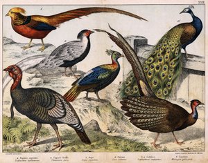 Silver pheasant (Euplocamus nycthemerus), Golden pheasant (Thaumalea picta), Majestic pheasant (Argus giganteus), Blue peacock (Pavo cristatus), Lophophorus impeyanus, Turkey (Meleagris gallo-pavo), in 