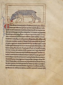 A Bear