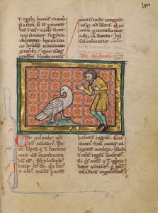 A Caladrius Bird by Unknown artist