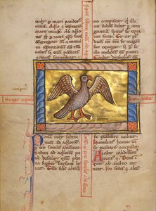 A Falcon