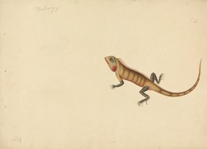 A Lizard with Sketches of a Scorpion and a Spider by Unknown artist