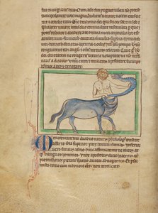 A Monocentaurus by Unknown artist