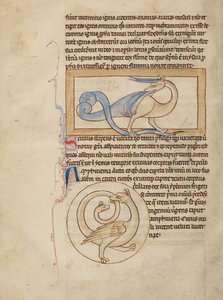 A Scitalis; An Amphisbaena