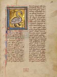 A Swan