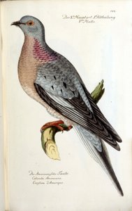 A migratory dove, now extinct. Zoological chart after Fritsch by Unknown artist