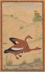A Pair of Brahminy Ducks by Unknown artist