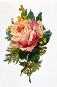 A rose by Unknown artist