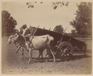 Agricultural Cart, Guzerat by Unknown artist