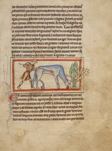 An Antelope by Unknown artist