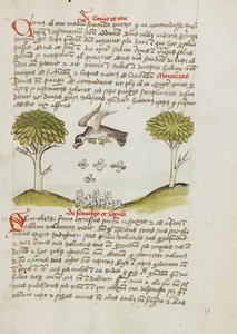 An Eagle Flying over a Swarm of Insects