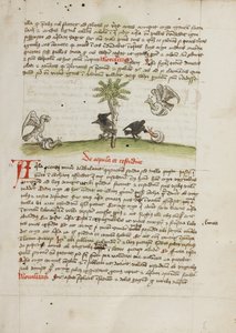 An Eagle Seizing a Snail; A Crow Pecking at a Snail by Unknown artist