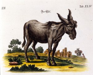 Ankey. 18th century representation