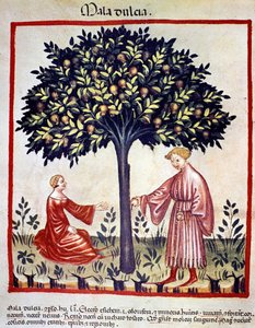 Apples picking. Illumination from 