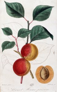 Apricot - botanical board