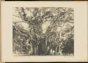 Baobab Tree, Mombassa