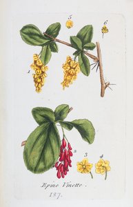 Barberry by Unknown artist