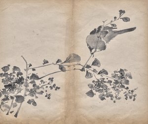 Blossoms