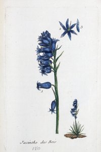 Bluebell by Unknown artist
