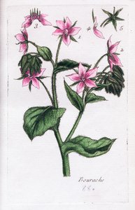 Borage by Unknown artist