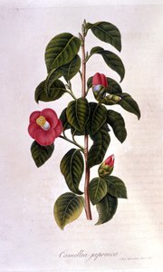 Botanical board: Camelia from Japan. 19th century engraving by Unknown artist