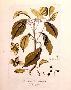 Botanical board: camphor (Laurus Camphora). Engraving in 