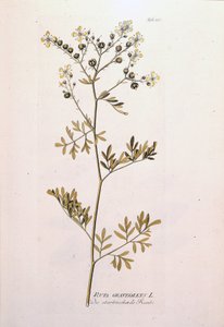 Botanical board: rue officinale (Ruta graveolens). In 