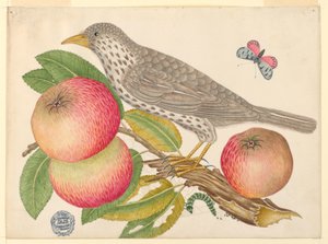 Brown Bird on Apple Branch, with Caterpillar