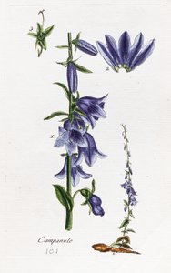 Campanula (Peach-leaved Bellflower)