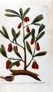 Cardamom. 18th century engraving. by Unknown artist