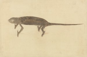 Chamaeler Chamaeleon by Unknown artist