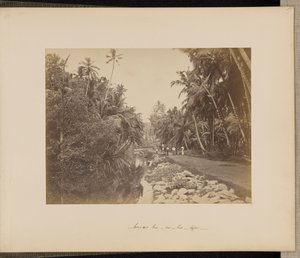 Coconut Grove near Galle, Ceylon