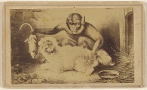 Monkey Holding a Rat by Its Tail in Front of a Small White Dog by Unknown artist