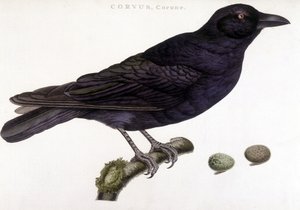 Corone raven - natural history board