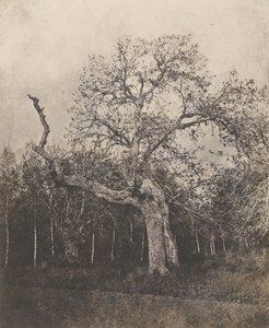 Crooked Tree with Sparse Leaves by Unknown artist