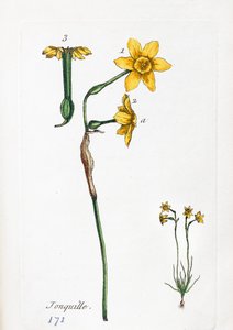 Daffodil by Unknown artist