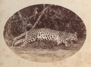 Dead Leopard