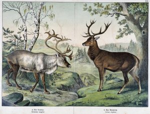 Deers - in 
