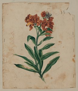 Design Drawing, early 18th century by Unknown artist