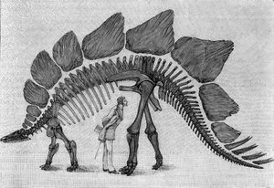 Dinosaur skeleton: Stegosaurus ungulatus, March. Upper Jurassic of the Rocky Mountains. Reproduction of the drawing communicated by Mr. March to Albert Gaudry of the Institute. Engraving in La Nature: revue des sciences et de leurs applications by Unknown artist