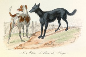 Dog and Matin, Two Animals Classified by Linnean and Cuvier (engraving)